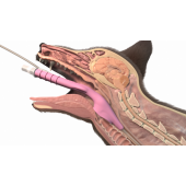 V-gel Advanced per cani